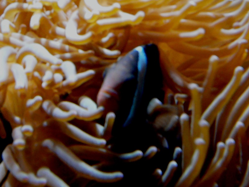 Aquarium recifal de 1000 litres en coraux mous,coraux durs,et anémones Photo014