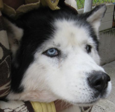  OSLO HUSKY 12 ans un bien gentil pepere REF (67) ADOPTE Oslo-011