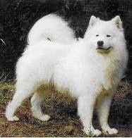 LE CARACTERE DU SAMOYEDE Samoye11