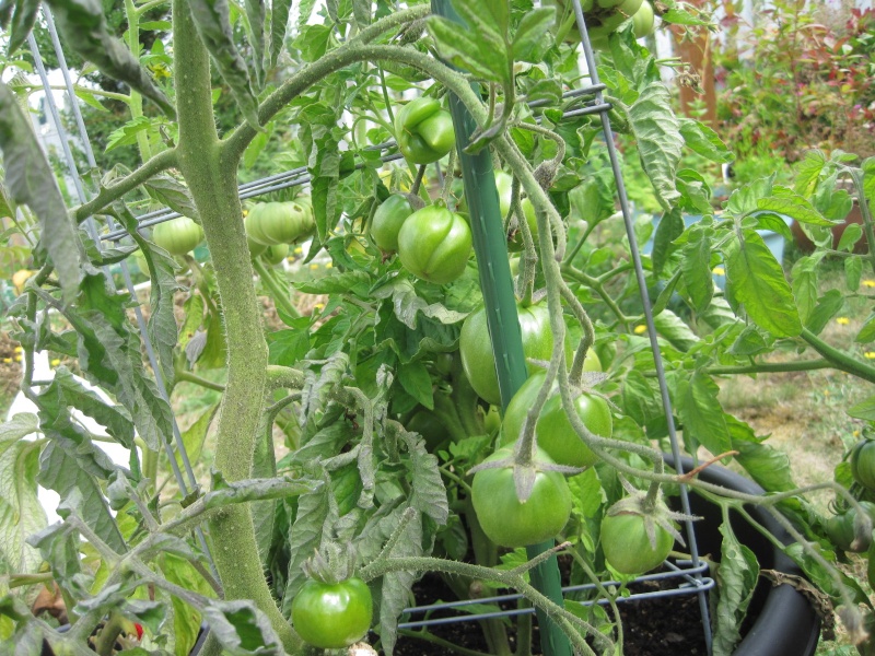 First Wave of Black Prince Tomatoes August10