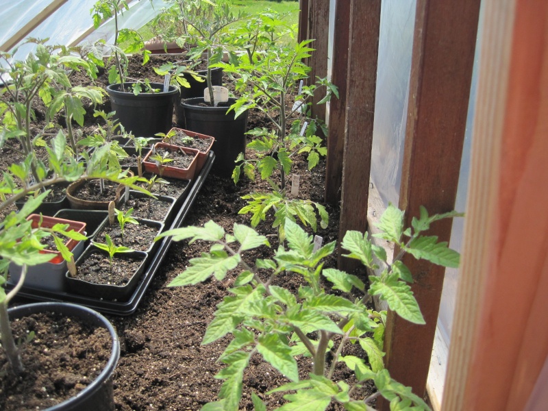 Tomato Tuesday for the PNW May_1715
