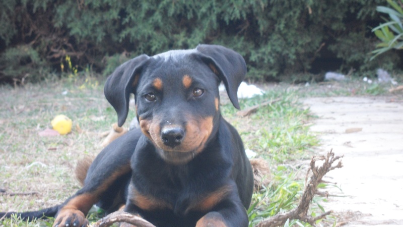 ORKA Xbeauceron Née en juin. Sam_3415