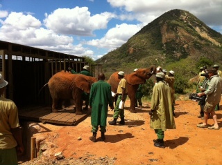 Kenya Daphne Sheldrick's Elephant Orphanage - Pagina 3 23109410