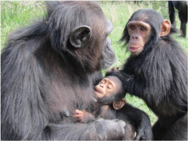 Kenya nuova nata a Sweetwaters Chimpazee Sanctuary  Captur14