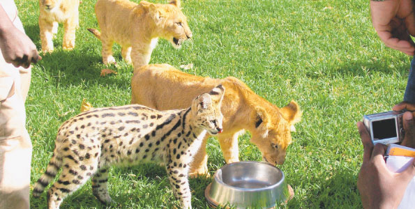 Kenya Nairobi Animal Orphanage Cub10
