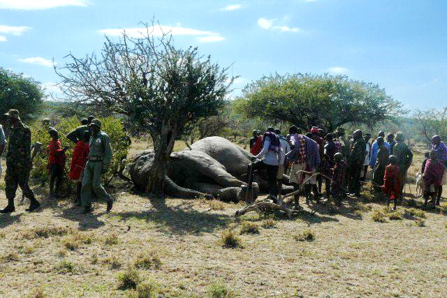 2011 - Kenya   Notizie dal Mara Ele310
