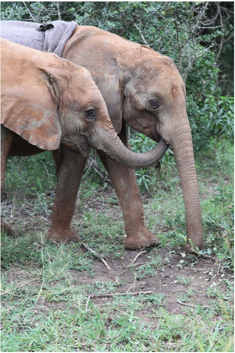 Kenya Daphne Sheldrick's Elephant Orphanage - Pagina 4 Eru10