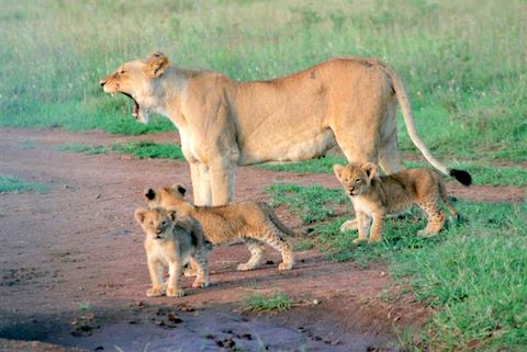 Kenya Nairobi National Park news New-ar10