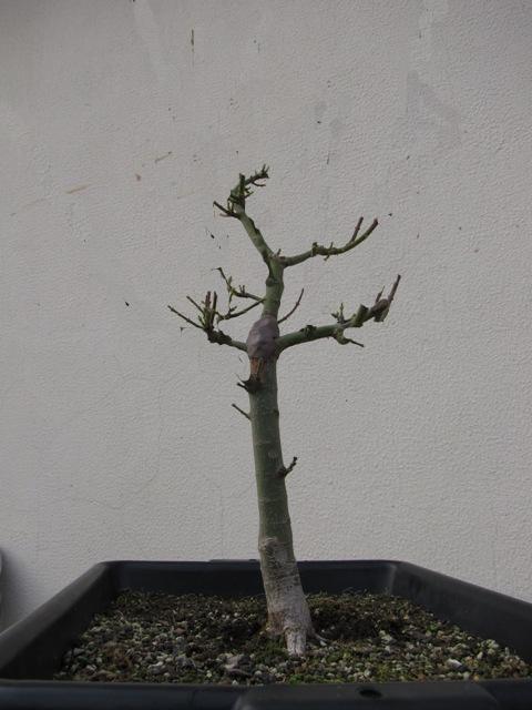 plant acer shishigashira pour formation en bonsai - Page 4 Shishi10