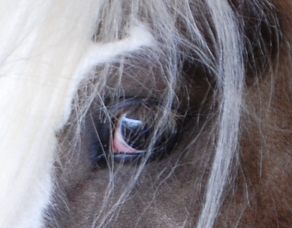 Concours n°6 : L'oeil des chevaux Dsc_0410