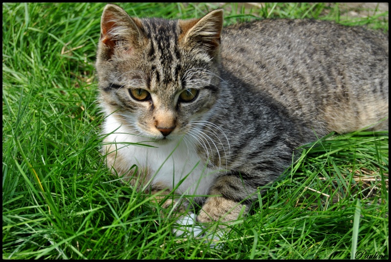 Les chats de la maison ^^ Dsc_0510