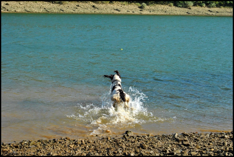 ballade en Belgique avec Taty, Tika, Malilou04, Bonnie, Kaloo, Max, vero24be et Bertrand Dsc_0822