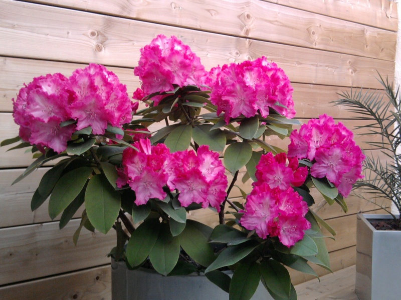 que cest beau le printemps.. Photo026