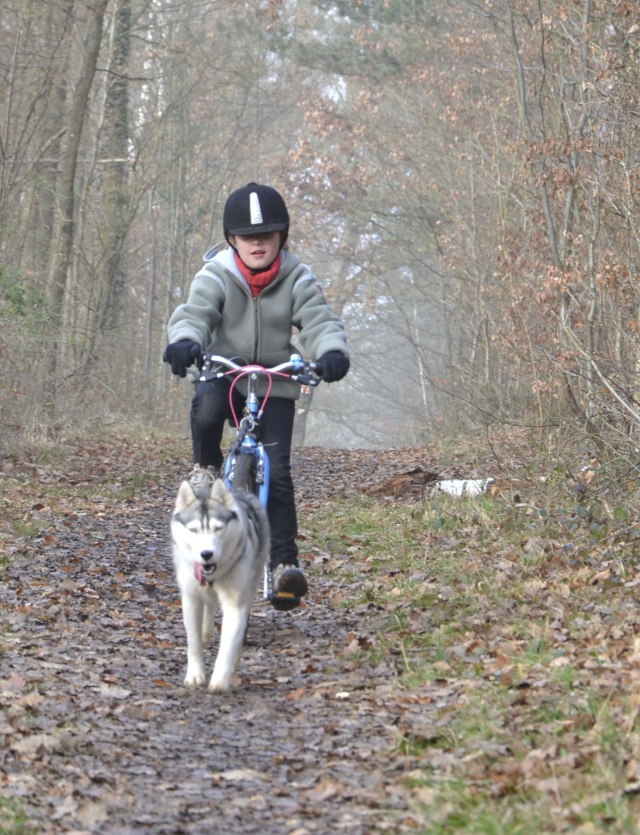 Besoin de conseils pour le dressage à l'attelage. Vtt2410