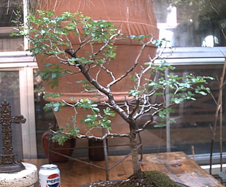 Texas Ebony (Future styling suggestions?) Bonsai20