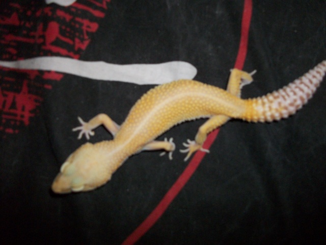 Reproduction Gecko léopard 2011 / Repti-love 100_1411
