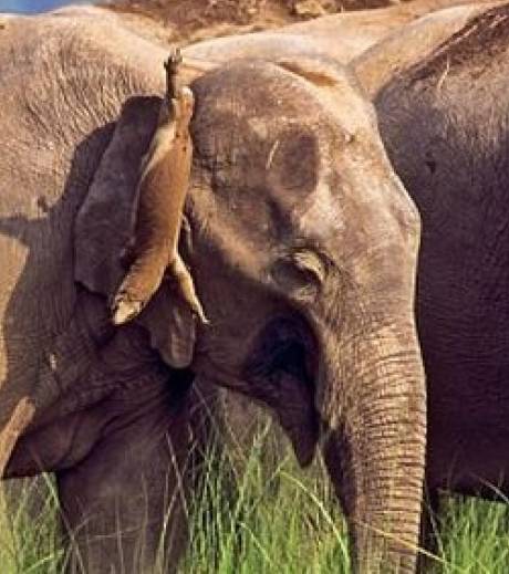 Insolite, un Lézards se ballade en ...  Elephant Le-phe10