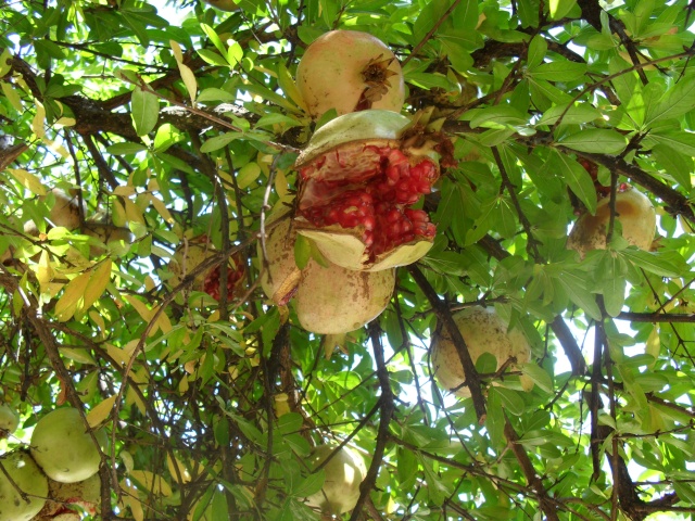 Grenadier nain, Punica granatum 'Nana' 00716