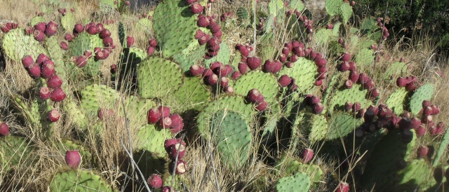  Opuntia ficus-indica),   Figuier de Barbarie ou figuier d’Inde 02110