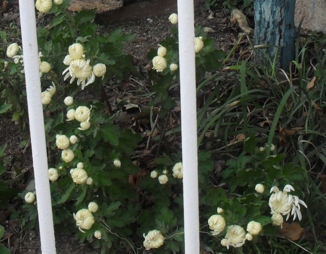 Les Chrysanthèmes d'automne en folie!! - Page 3 02410