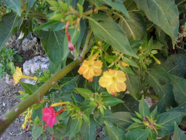 Mirabilis jalapa - Page 2 03110