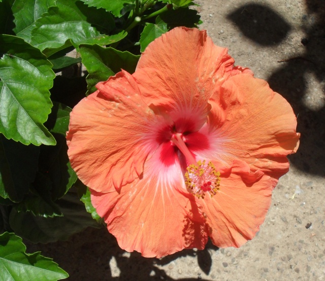 Hibiscus 044_310