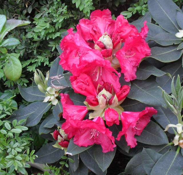 Rhododendron  hibride Rodo10