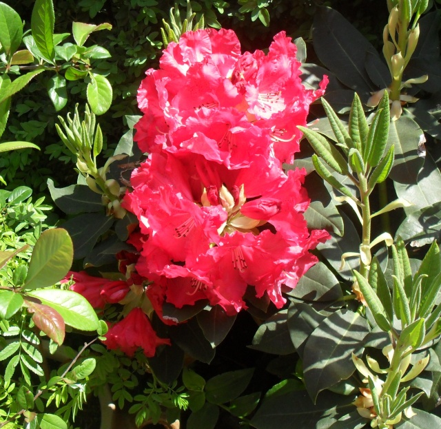 Rhododendron  hibride Rodo_210