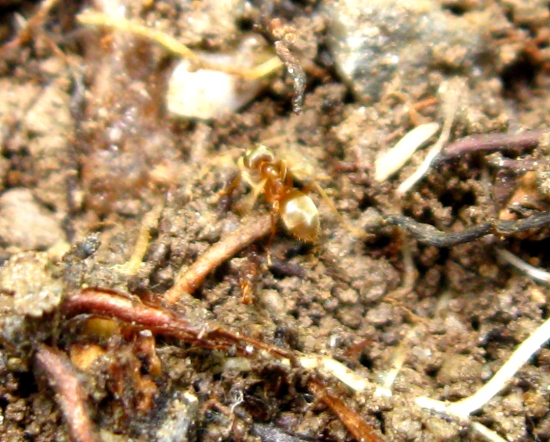 un petit bugging dans la région des etchemin 04410