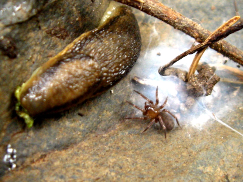 un petit bugging dans la région des etchemin 07111