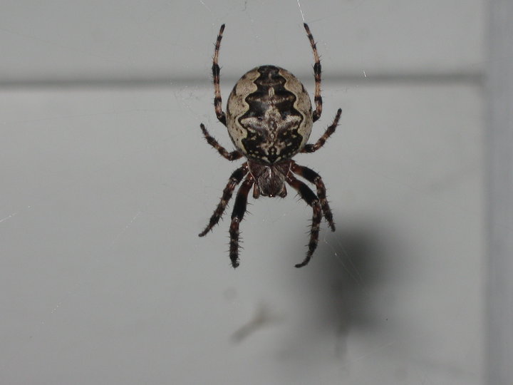 un petit bugging dans la région des etchemin 41272_10