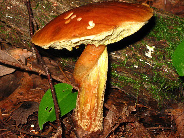 un petit bugging dans la région des etchemin 74614_10