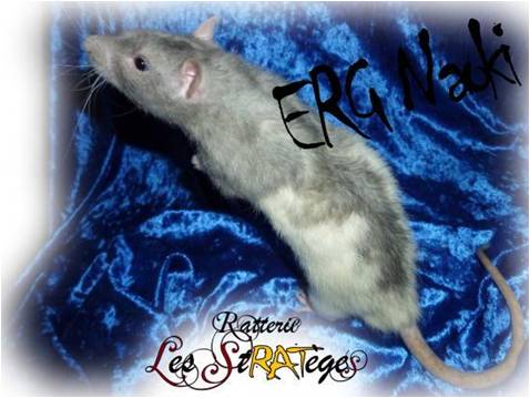 Génétique Chapitre 4 - Les différents phénotypes chez le rat: couleurs et mélanges de couleurs, dillutions, type de poils, type d'oreilles Velour10