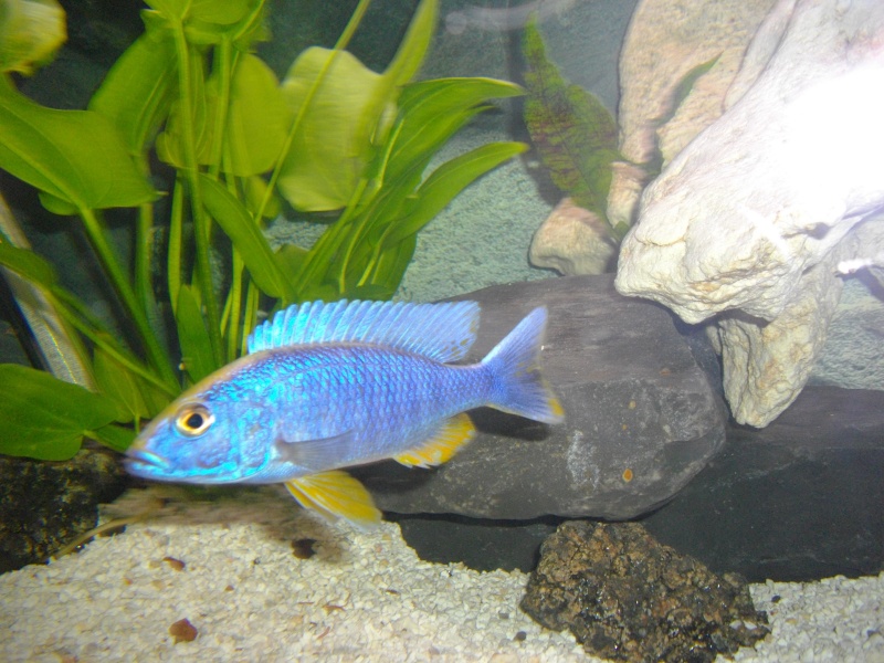 C'est unSciaenochromis friery ou un hybride Imgp1713