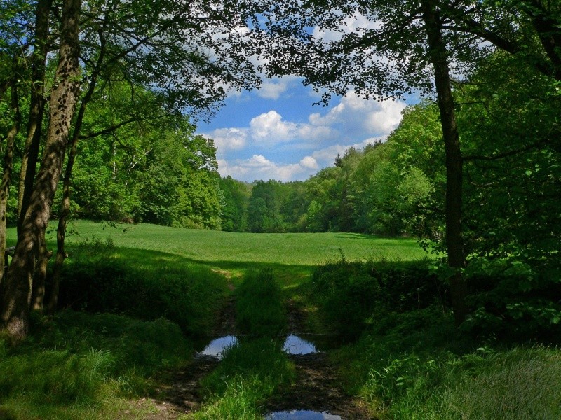 Eine Lichtung Waldli10