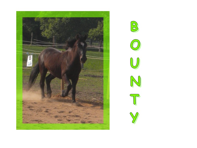 Nos Poneys d'enseignement Bounty10