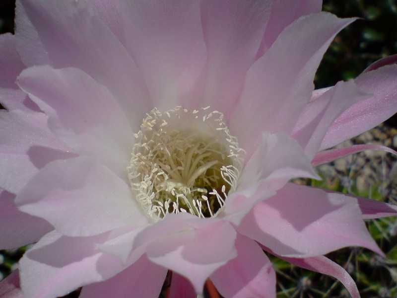 Cactus en fleurs - Page 5 P0310110