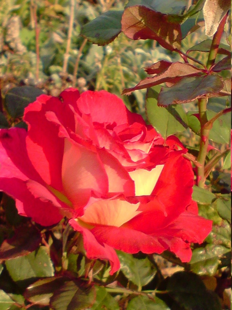 Les roses de nos jardins! - Page 32 P2310122