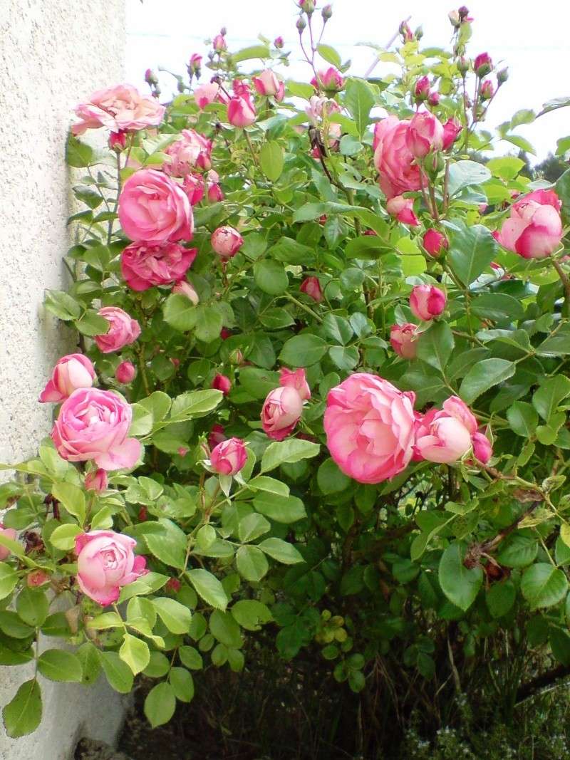 Les roses de nos jardins! - Page 2 P2904115