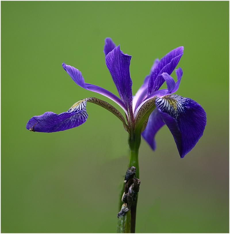 Iris. Fleurs11