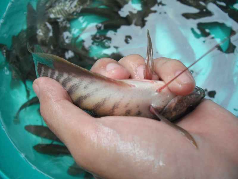 [Tài liệu] Ảnh cá Sặc rằn trong chuyến đi thực tập tại tỉnh Long An Dscf0111