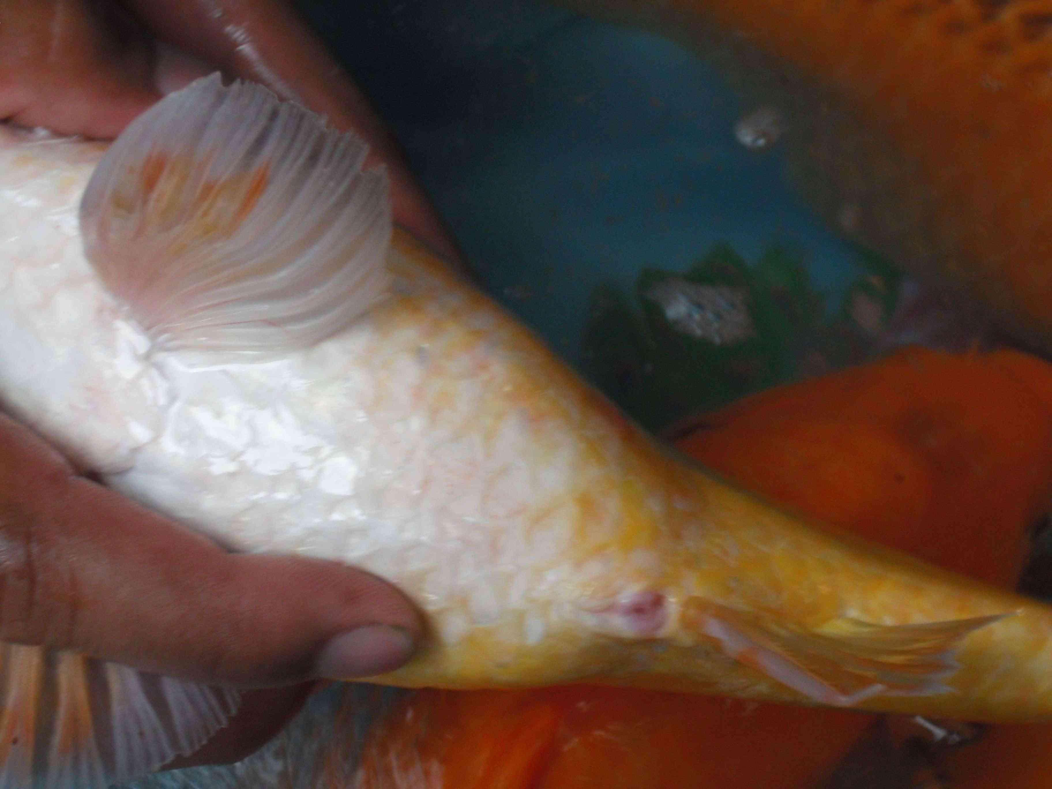 [Tài liệu] Ảnh cá Chép màu trong chuyến đi thực tập tại tỉnh Long An Dscf0210