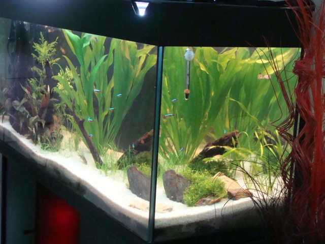 [Vend] Poisson + aquarium de 240L Dsc02410