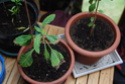 Salvia & Calea - Bientôt 2 mois Dsc_0012