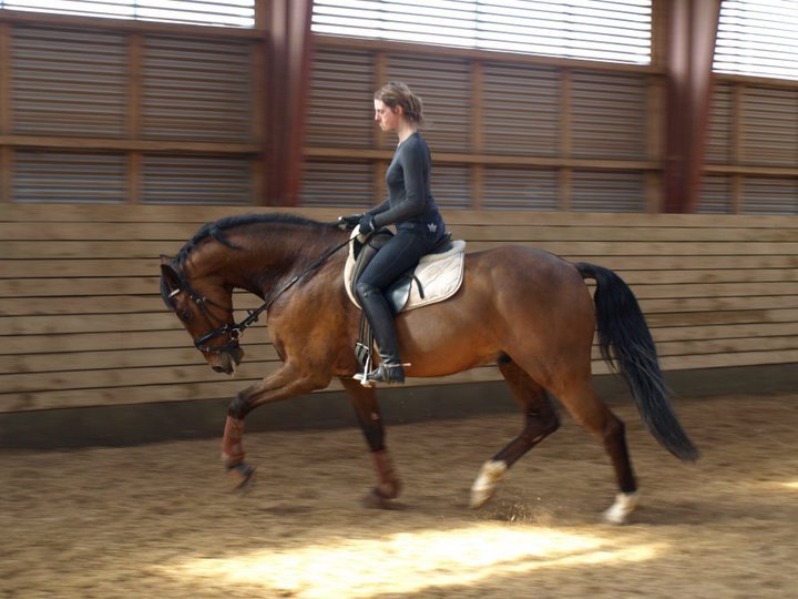 Stages de Dressage avec Pia MUNCK... 19686610