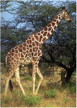 Trouver la photo Girafe10