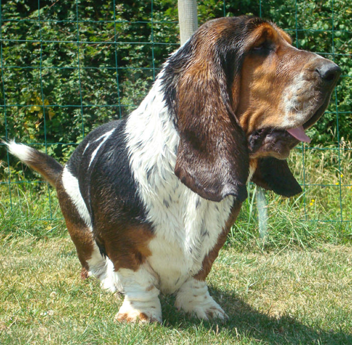 bassets de choc! After_10