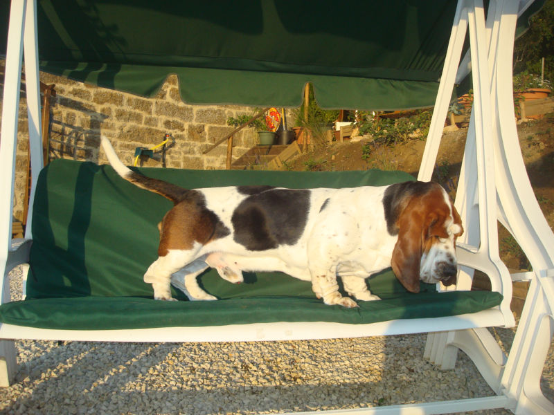 bassets de choc! Basset10