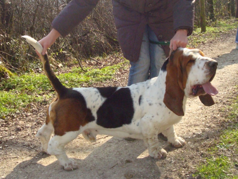 bassets de choc! Dom-to11