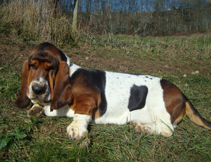 bassets de choc! Grussg11